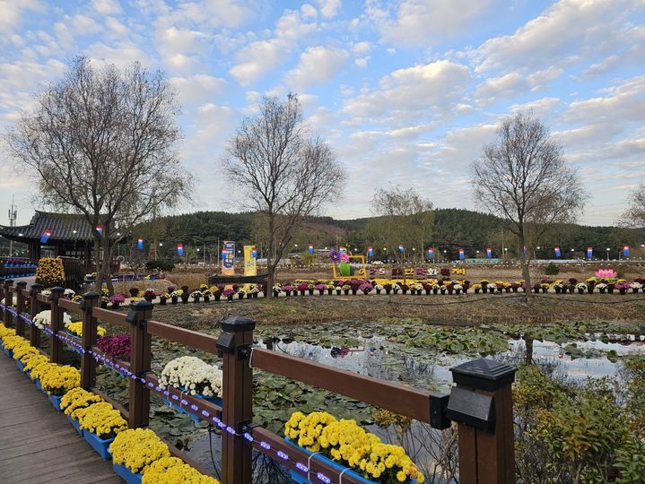 [태안=뉴시스] 김덕진 기자 = 지난 11일 오후 태안국화축제장에 형형색색의 국화가 가득 전시돼 있다. 2025.11.14. spark@newsis.com *재판매 및 DB 금지