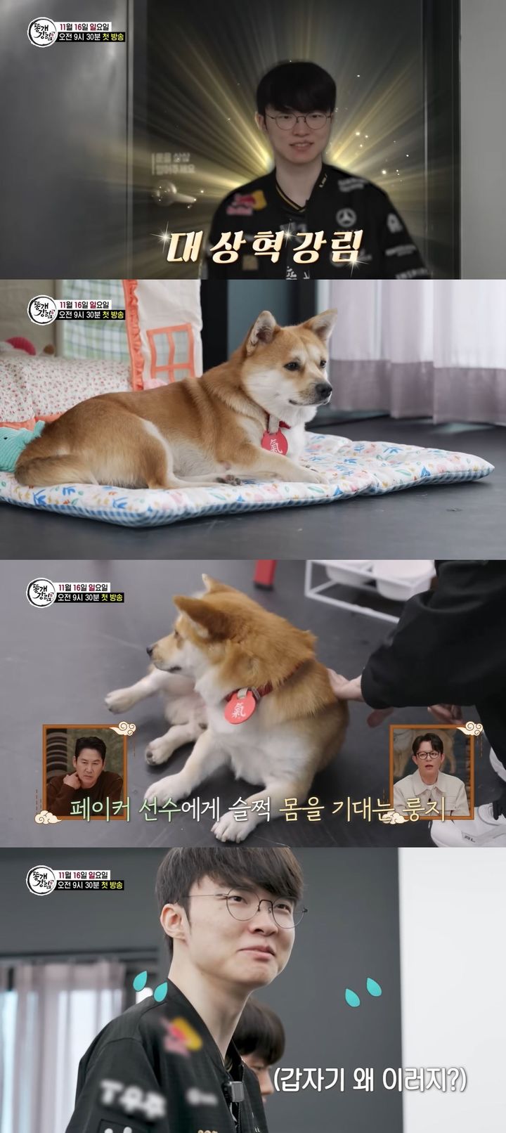 [서울=뉴시스] 오는 16일 방송하는 SBS TV 예능 프로그램 'TV 동물농장'에선 이른바 '똥개 입양 프로젝트'를 진행한다. (사진=SBS 'TV 동물농장' 캡처) 2025.11.14. photo@newsis.com *재판매 및 DB 금지