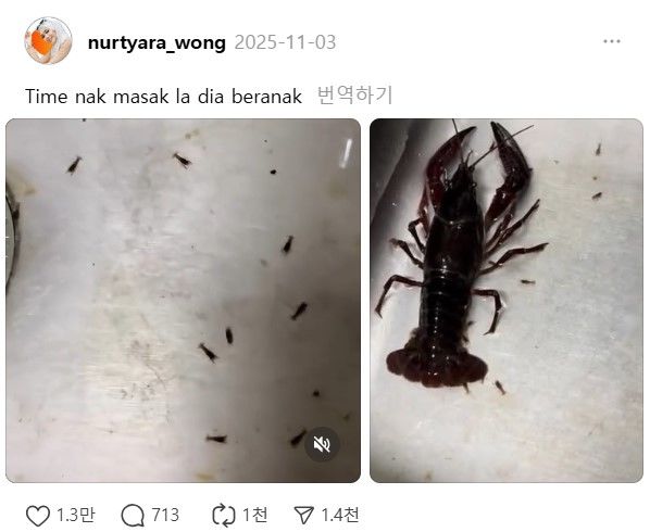 [뉴시스]"요리할 시간인데 새끼를 낳았어(Time nak masak la dia beranak)"라는 문구와 함께 올라온 가재 게시글 (사진=쓰레드 갈무리) *재판매 및 DB 금지