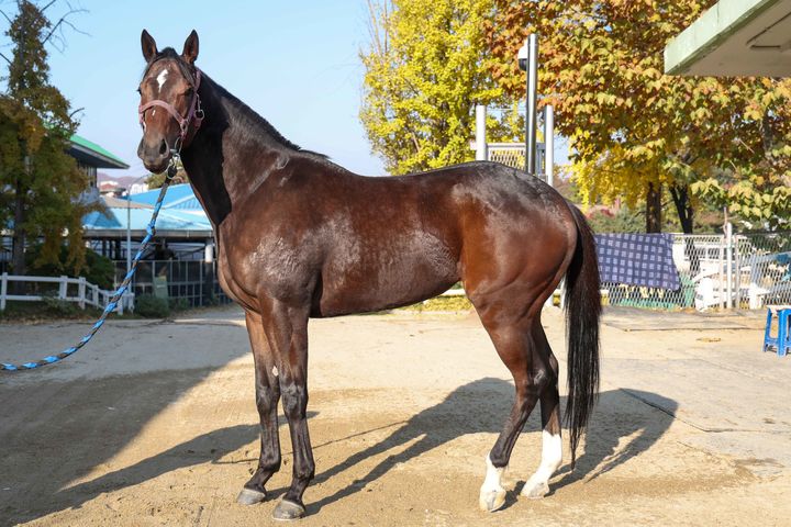 [서울=뉴시스] 제19회 과천시장배 경마대회에 출전하는 '원평스킷'. (사진=한국마사회 제공) *재판매 및 DB 금지