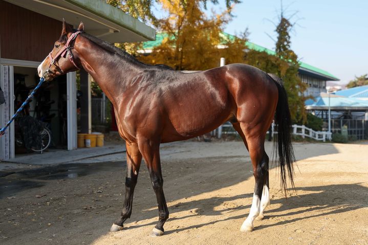 [서울=뉴시스] 제19회 과천시장배 경마대회에 출전하는 '마이엠파이어'. (사진=한국마사회 제공) *재판매 및 DB 금지