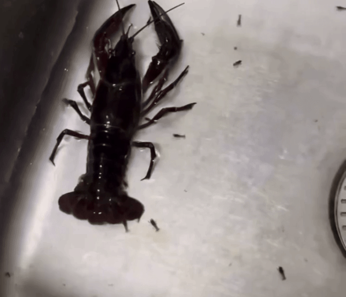 [뉴시스] 싱크대 안에 있는 바닷가재 주변에 새끼 바닷가재 수십 마리가 퍼져있다. (사진=쓰레드 갈무리) *재판매 및 DB 금지