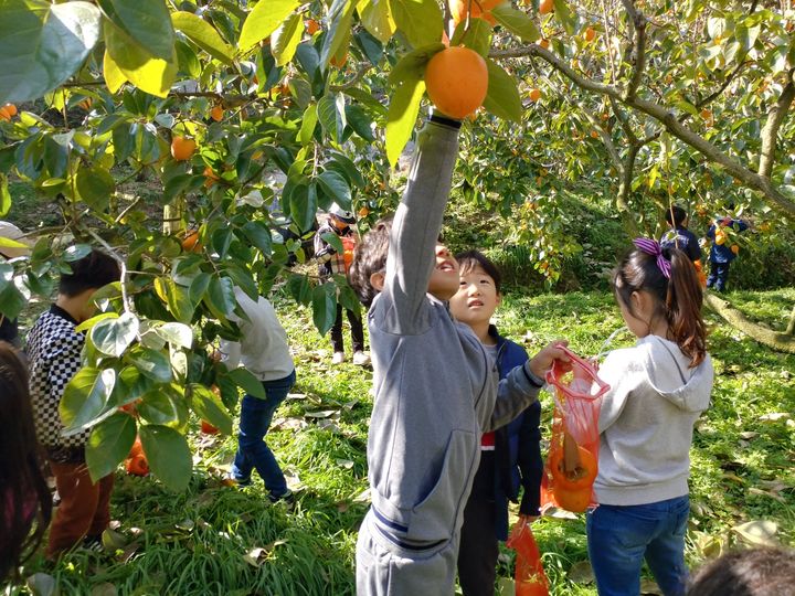 [무안=뉴시스] 이달의 농촌체험휴양마을로 선정된 곡성 가정마을의 감 수확 체험. (자료사진 = 전남도 제공). 2025.11.15. photo@newsis.com *재판매 및 DB 금지