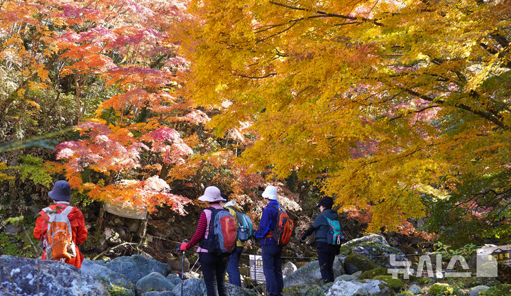 [제주=뉴시스] 우장호 기자 = 맑은 날씨를 보인 14일 오전 제주 한라산 천아계곡을 찾은 탐방객들이 울긋불긋 물든 단풍을 감상하며 막바지로 접어든 가을을 만끽하고 있다. 2025.11.14. woo1223@newsis.com