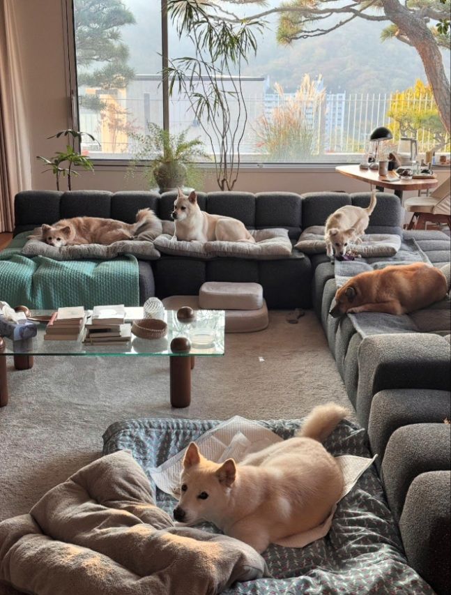 이효리·이상순 60억원 집 내부 공개…반려견이 많네