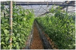 시설고추 재배지의 모습(사진 : 농촌진흥청 제공) *재판매 및 DB 금지