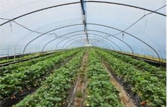 시설딸기 재배지의 모습(사진 : 농촌진흥청 제공) *재판매 및 DB 금지