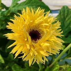 새 거베라 품종 반하나(사진 : 농촌진흥청 제공) *재판매 및 DB 금지