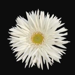 새 거베라 품종 소미(사진 : 농촌진흥청 제공) *재판매 및 DB 금지