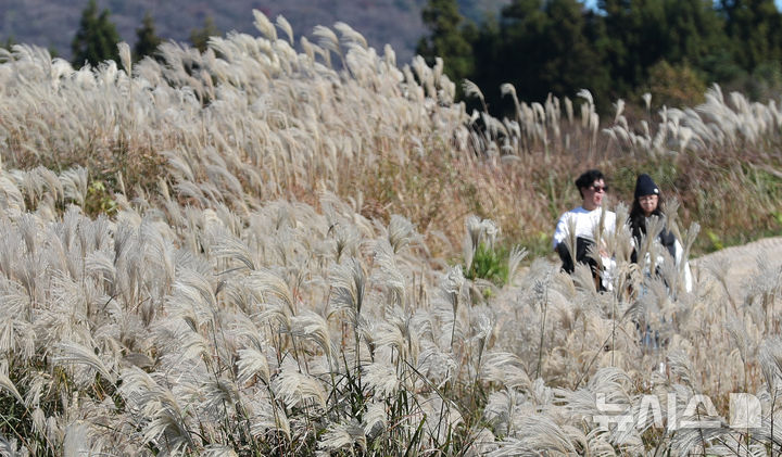 [제주=뉴시스] 우장호 기자 = 포근한 가을 날씨를 보인 16일 오후 제주시 애월읍 새별오름에서 관광객들이 억새를 감상하며 늦가을 정취를 만끽하고 있다.기상청에 따르면 17일부터 찬 대륙고기압의 영향으로 아침 기온이 영하권으로 떨어지는 등 큰 추위가 찾아올 것으로 전망된다. 2025.11.16. woo1223@newsis.com