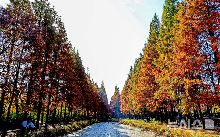 [경주=뉴시스] 이무열 기자 = 16일 경북 경주시 경북천년숲정원 메타세쿼이아 숲이 붉게 물들어 늦가을의 정취를 더하고 있다. 2025.11.16. lmy@newsis.com