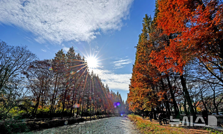 [경주=뉴시스] 이무열 기자 = 16일 경북 경주시 경북천년숲정원 메타세쿼이아 숲이 붉게 물들어 늦가을의 정취를 더하고 있다. 2025.11.16. lmy@newsis.com