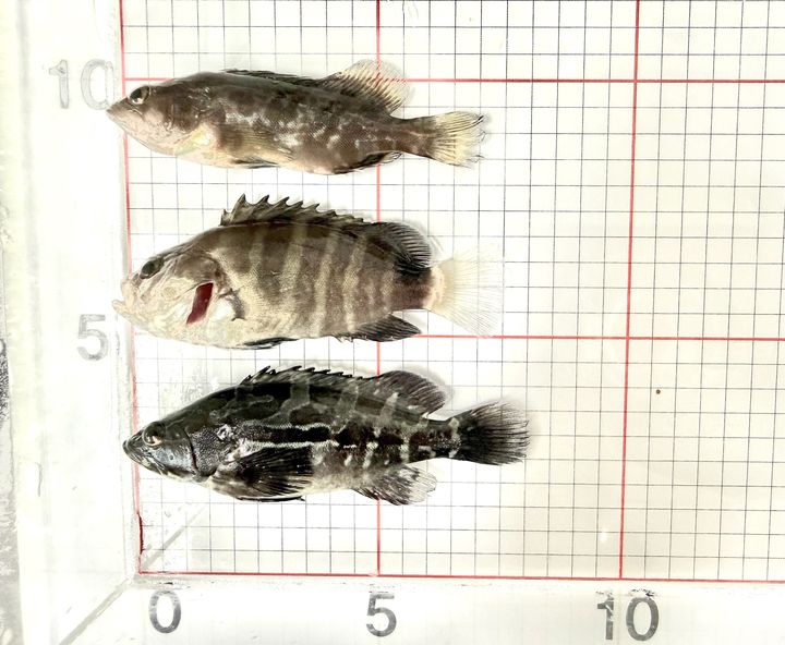 [제주=뉴시스] 제주 연안 아열대성 특산어종 3종. 위로 부터 붉바리, 구문쟁이(능성어), 자바리(다금바리). (사진=제주도 제공) photo@newsis.com *재판매 및 DB 금지