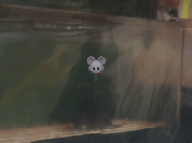 [뉴시스] 영업 전 붕어빵 노점에서 쥐가 붕어빵 부스러기를 먹는 모습이 포착됐다. (영상=인스타그램 캡처) *재판매 및 DB 금지