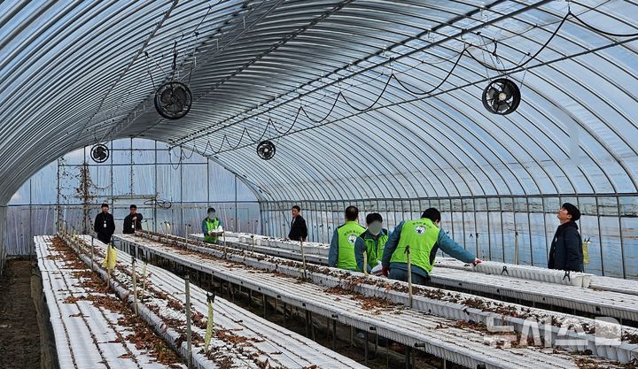 [전주=뉴시스]윤난슬 기자 = 전북농협과 전주교도소는 최근 전주시의 한 딸기 농가에서 보라미봉사단과 함께 농촌 일손돕기를 진행했다고 17일 밝혔다. (사진=전북농협 제공) photo@newsis.com 