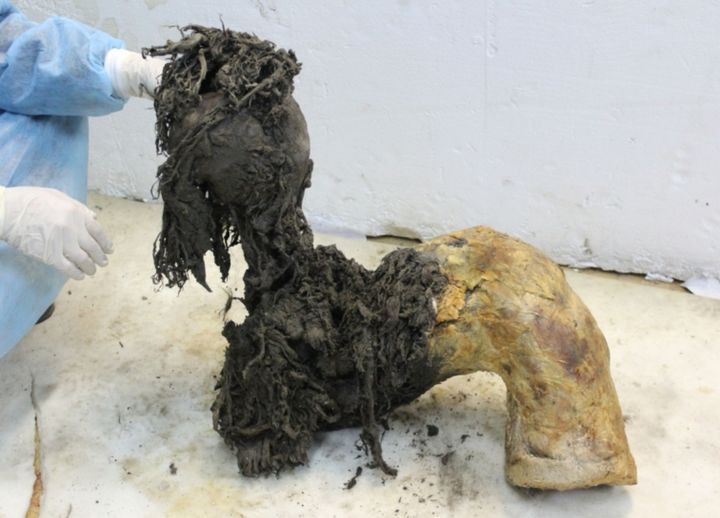 [뉴시스] 스웨덴 스톡홀름대와 덴마크 글로브연구소 공동 연구진이 약 4만 년 전 매머드에서 세계 최초로 RNA를 분석하는 데 성공했다. 사진은 시베리아 영구동토층에서 발견된 어린 매머드 '유카(Yuka)'의 다리 중 하나. (사진 = 스톡홀름대 제공) 2025.11.17. *재판매 및 DB 금지