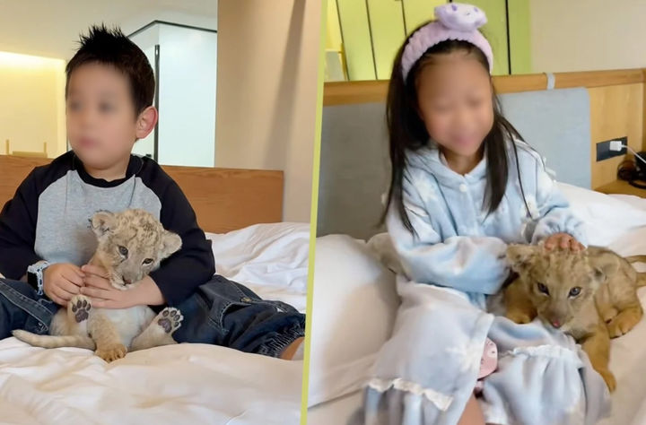 [뉴시스] 중국 장쑤성의 한 호텔이 아기 사자와 아침을 맞이할 수 있는 '특별 모닝콜 서비스'를 제공해 논란이 일고 있다. (사진 = SCMP 갈무리) 2025.11.17. *재판매 및 DB 금지