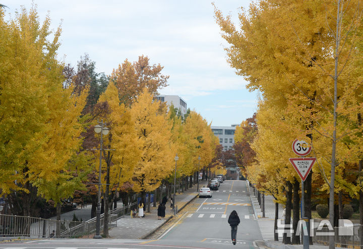 [전주=뉴시스] 김얼 기자 = 선선한 가을 날씨가 이어지고 있는 지난 17일 전북의 한 교정에 은행나무가 노랗게 물들어가고 있다. 해당 사진은 기사와 직접 관련이 없습니다. 2025.11.17. pmkeul@newsis.com