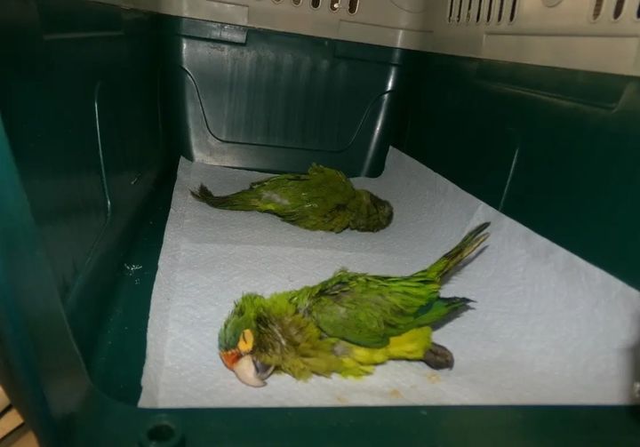 [뉴시스] 마르티네즈가 밀수를 시도했던 앵무새 두 마리가 기절한 모습. (사진 = 뉴욕포스트 캡처) 2025.11.18. *재판매 및 DB 금지