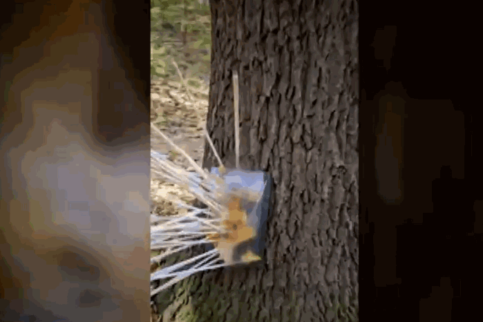 [뉴시스] 서울 송파구의 한 공원 나무에 주술 부적으로 추정되는 노란색 종이가 수십 개의 화살에 꽂혀있다. (사진=JTBC 사건반장 갈무리) *재판매 및 DB 금지