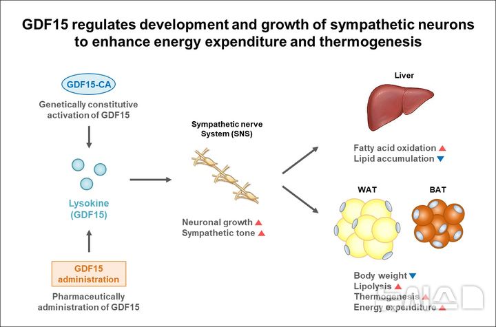 [서울=뉴시스] GDF15가 교감신경세포의 성장과 발달을 조절하여 에너지 소비와 열 발생을 향상시키는 작용 기전을 설명하는 모식도. (사진= 가톨릭중앙의료원 제공)