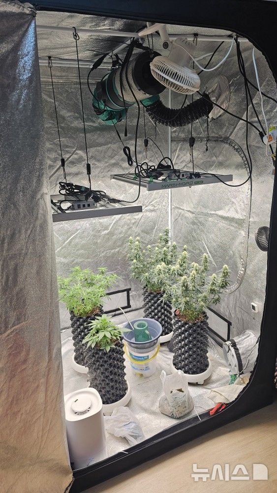 [청주=뉴시스] 대마 실내 재배 모습.