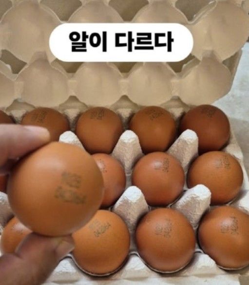 [서울=뉴시스] 이경실 달걀. (사진 = 인스타그램 캡처) 2025.11.18. photo@newsis.com *재판매 및 DB 금지