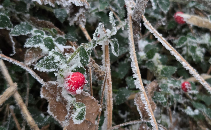[제주=뉴시스] 올 가을 들어 가장 추운 날씨를 보인 18일 오전 제주 한라산 관음사 탐방 코스에 첫 눈이 쌓여 있다. (사진=독자 김경미씨 제공) 2025.11.18. photo@newsis.com *재판매 및 DB 금지