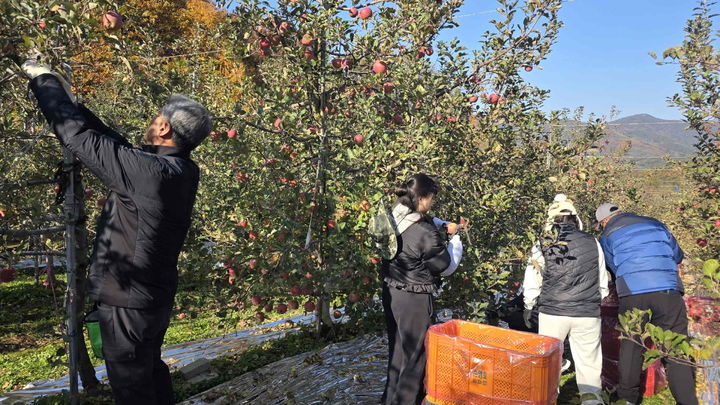 [밀양=뉴시스] 일손돕기에 참여한 공무원 및 범농협 임직원들이 사과 수확 작업을 하고 있다. (사진= 밀양시 제공) 2025.11.19. photo@newsis.com *재판매 및 DB 금지