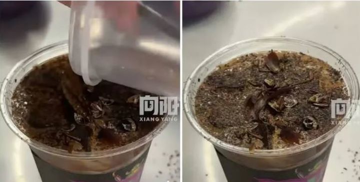 중국 베이징의 한 박물관 카페에서 바퀴벌레 가루와 말린 밀웜을 넣은 '벌레 커피'를 출시해 화제다. 2025.11.19.(사진= SCMP 캡쳐) *재판매 및 DB 금지