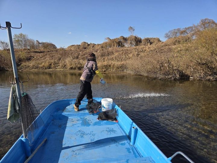 [연천소식]군, 토산 어종 '다슬기' 치어 83만 미 방류 등