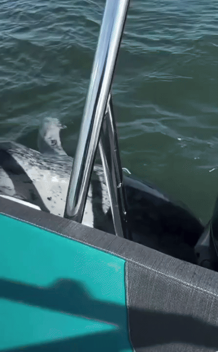 [뉴시스] 범고래 떼를 피해 보트 위로 뛰어오른 물범. (영상=페이스북 캡처) *재판매 및 DB 금지