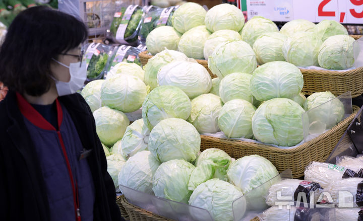 [서울=뉴시스] 홍효식 기자 = 19일 서울 시내 한 대형마트에 양배추가 진열되어 있다. 최근 기후 영향으로 양상추 생산이 감소하면서 롯데리아는 일부 메뉴에 양배추를 혼용하고, 써브웨이는 지난 15일부터 전국 600여 개 매장에서 샐러드 판매를 잠정 중단했다. 2025.11.19. yesphoto@newsis.com