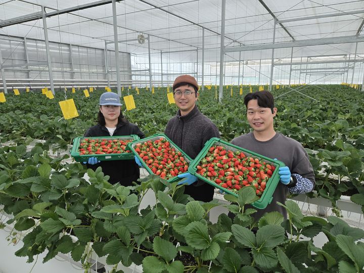 [상주=뉴시스] 상주 딸기 말레이시아 수출. (사진=상주시 제공) 2025.11.20 photo@newsis.com *재판매 및 DB 금지