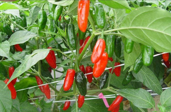 [세종=뉴시스] 올해 고추 생산량이 전년보다 10% 가까이 감소한 것으로 나타났다. 이는 통계 집계 이래 3번째로 낮은 수준이다. 사진은 고추. (사진=농촌진흥청 제공) 2025.11.20. photo@newsis.com *재판매 및 DB 금지