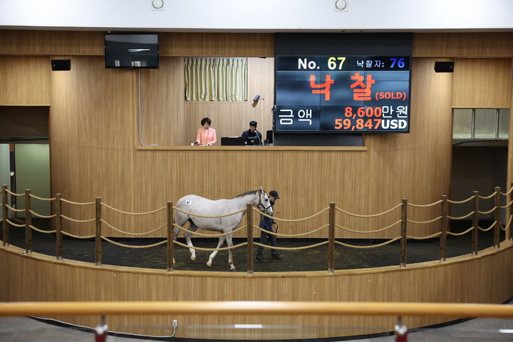 [제주=뉴시스] 18일 제주시 조천읍 제주목장내 한국경주마생산자협회 경매장에서 1세 경주마 경매가 열리고 있다. (사진=한국마사회 제주본부 제공) 2025.11.20. photo@newsis.com *재판매 및 DB 금지