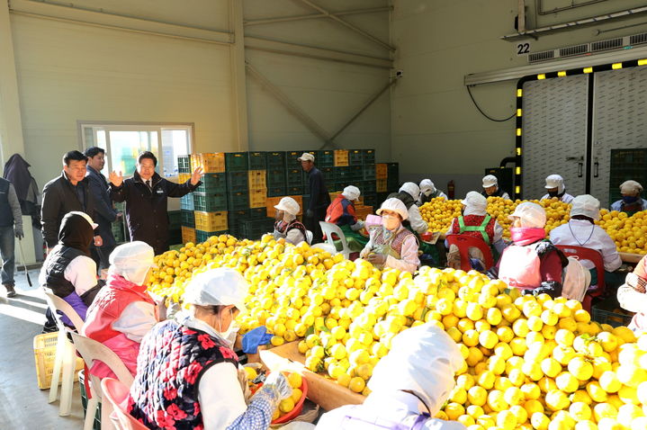 [고흥=뉴시스] 공영민 고흥군수가 고흥산 햇 유자 수매 현장을 방문해 살피고 있다. (사진=고흥군 제공) 2025.11.20. photo@newsis.com *재판매 및 DB 금지