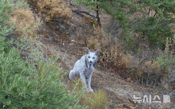 [서울=뉴시스](사진=앙헬 이달고 인스타그램)