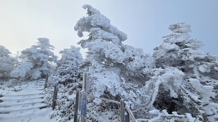 [제주=뉴시스] 우장호 기자 = 초겨울 추위가 이어진 20일 오전 제주 한라산 정상부 탐방로에 많은 눈이 쌓여 아름다운 광경을 연출하고 있다. (사진=독자 김경미씨 제공) 2025.11.20. photo@newsis.com *재판매 및 DB 금지