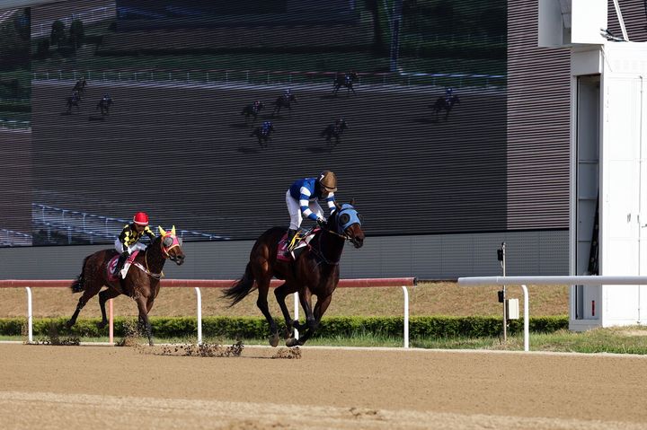 [서울=뉴시스] 브리더스컵 퀸 경주에 나서는 '판타스틱밸류'. (사진=한국마사회 제공) *재판매 및 DB 금지