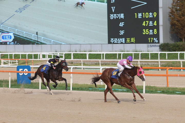 [서울=뉴시스] 브리더스컵 루키 경주에 나서는 '치프스타'. (사진=한국마사회 제공) *재판매 및 DB 금지