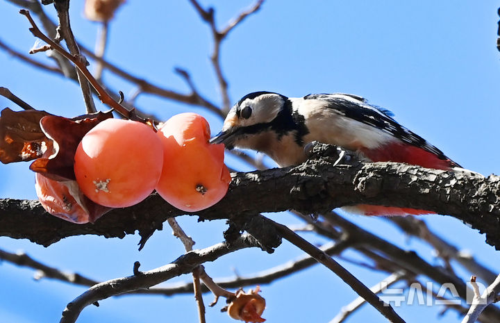 [수원=뉴시스] 김종택기자 = 절기상 소설을 하루 앞둔 21일 경기 수원시 팔달구 창룡문 인근 감나무에서 오색딱따구리가 달콤한 오찬을 즐기고 있다. 2025.11.21. jtk@newsis.com