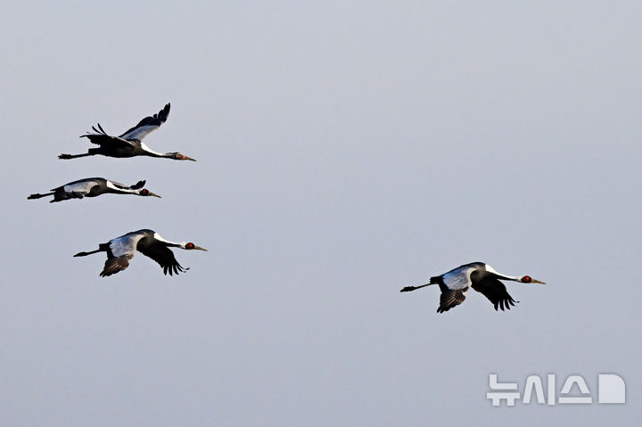 [사천=뉴시스] 차용현 기자 = 경남 사천시 광포만 인근 농경지에서 천연기념물 제203호 재두루미들이 먹이활동을 하고 있다. 2025.11.23.con@newsis.com