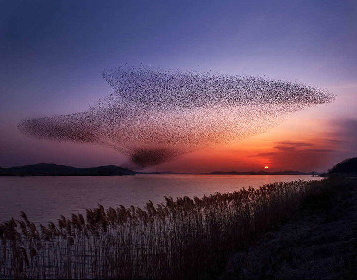 [서천=뉴시스] 서천군 철새 *재판매 및 DB 금지