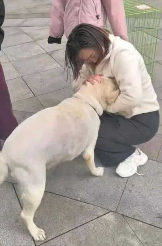 [뉴시스] 중국 해변에서 실종됐던 반려견이 3개월 만에 1500㎞ 떨어진 도시에서 발견돼 주인과 극적으로 상봉한 사연이 전해졌다. (사진 = SCMP 캡처) 2025.11.24. *재판매 및 DB 금지
