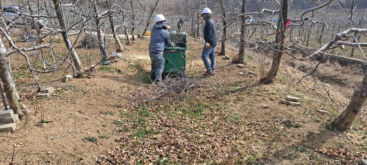 [밀양=뉴시스] 영농부산물 파쇄단이 영농부산물 파쇄 작업을 하고 있다. (사진= 밀양시 제공) 2025.11.24. photo@newsis.com *재판매 및 DB 금지