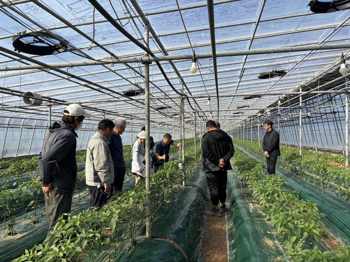 [밀양=뉴시스] 시설고추 신규 농업인을 대상으로 농업기술명장 기술 이전 징검다리 교육을 운영하고 있다. (사진=밀양시 제공) 2025.11.24. photo@newsis.com *재판매 및 DB 금지