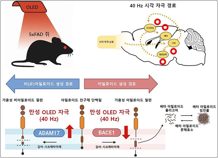 [대전=뉴시스] KAIST가 KBRI와 함께 차세대 OLED 전자약을 개발, 약물없이 빛으로 작동하는 차세대 알츠하이머(치매) 치료 가능성을 제시했다. 사진은 적색 OLED로 신경세포를 자극해 알츠하이머 쥐의 아밀로이드 베타를 줄이는 기전.(사진=KAIST 제공) *재판매 및 DB 금지