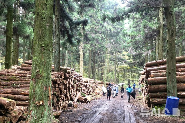 [제주=뉴시스] 임재영 기자 = 지난 8일 제주시 애월읍지역 삼나무 숲에서 잘라낸 나무가 임도에 쌓여있다. 기사와 관계 없음. 2025.11.24. ijy788@newsis.com