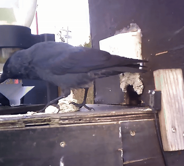 [뉴시스] 까마귀들이 담배 꽁초를 수거하고 차례로 먹이를 지급받고 있는 모습. (사진 = 가디언 갈무리) 2025.11.24. *재판매 및 DB 금지